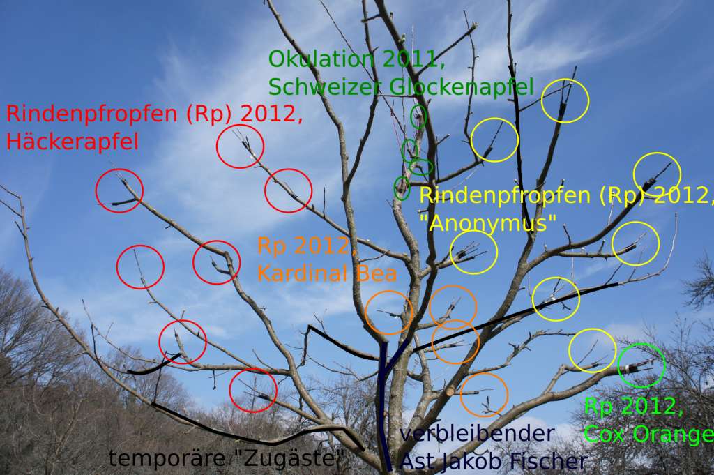 Apfelmehrsortenbaum Nr. 2 im März 2012: Die farbigen Kreise zeigen die Veredlungsstellen.